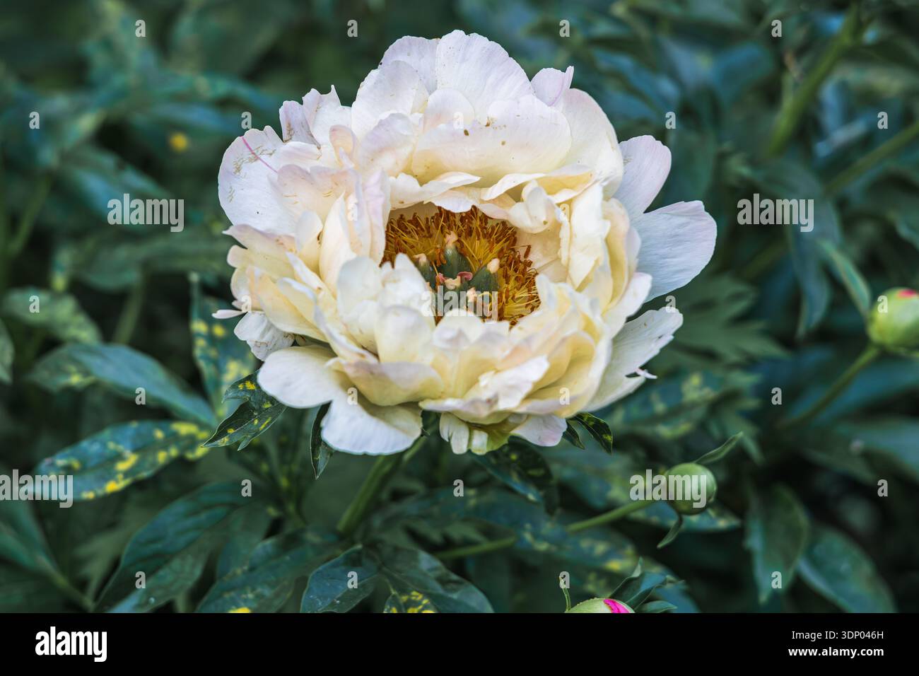 Pivoines herbacées Corail hawaïen rose en fleur Banque D'Images