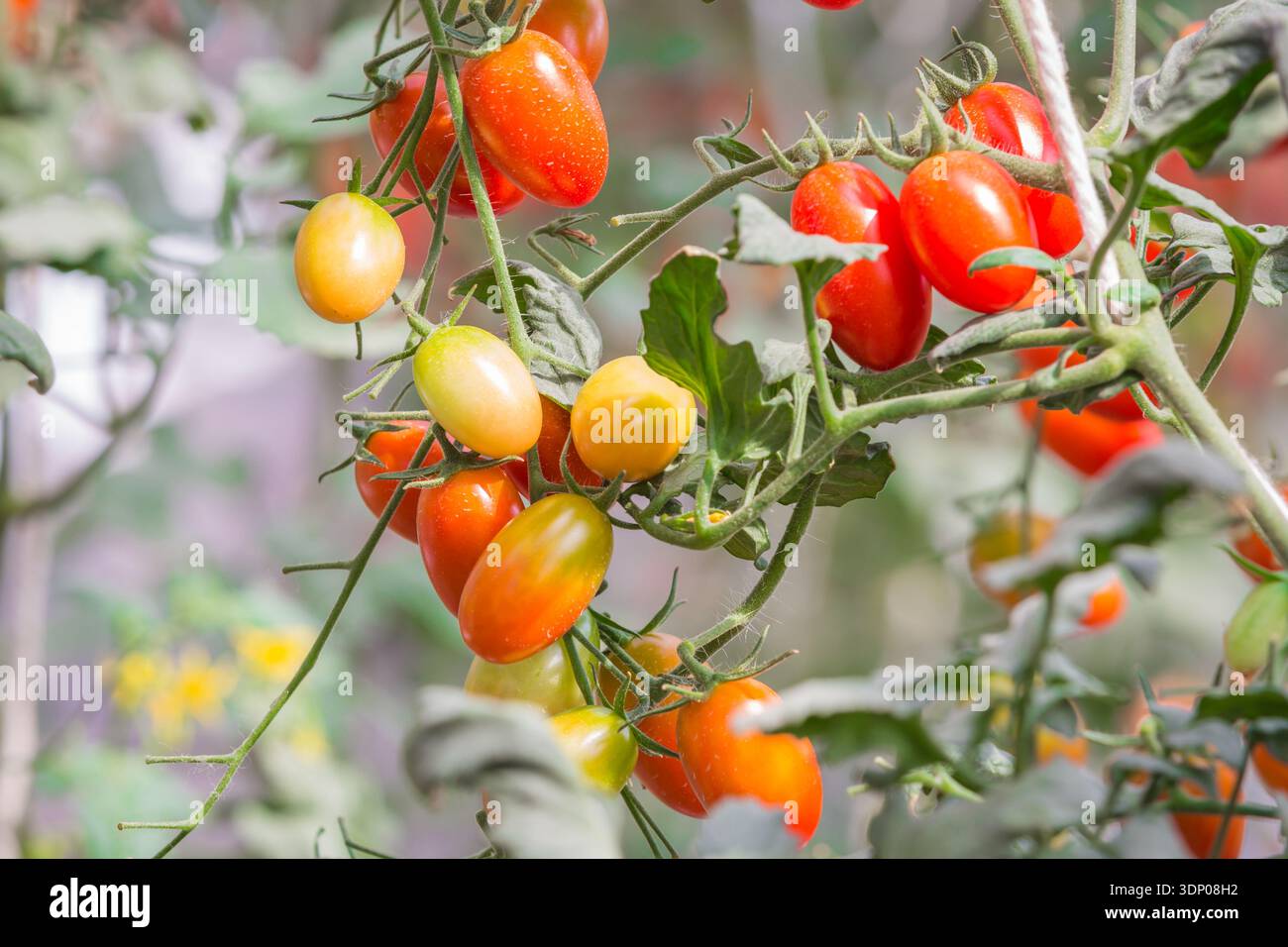 tomate poussant sur l'arbre dans la ferme biologique agricole Banque D'Images