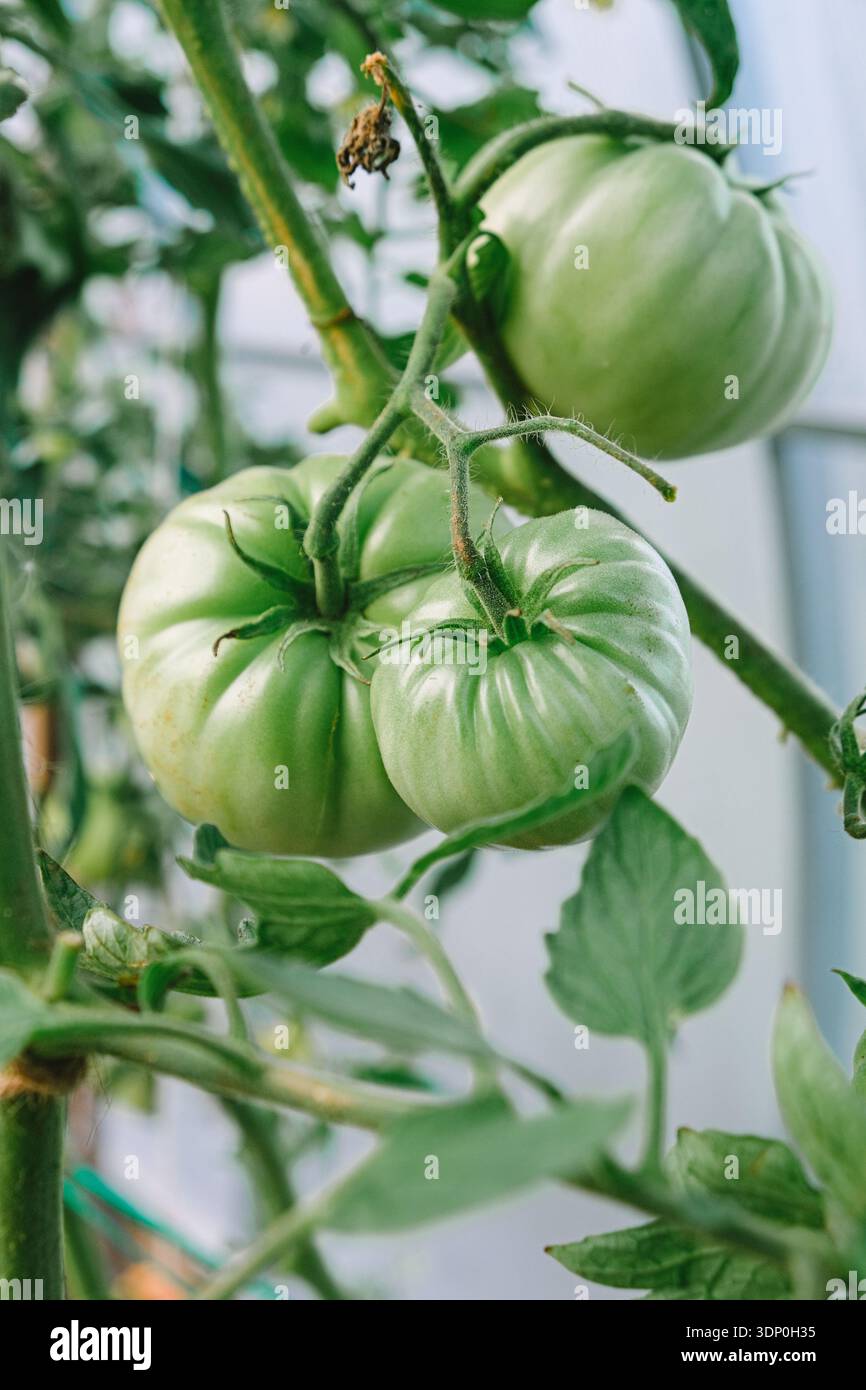Gros plan de la grande tomate d'héritage verte non mûre sur la vigne en serre. Jardinage biologique, agriculture familiale durable et produits frais cultivés en intérieur Banque D'Images