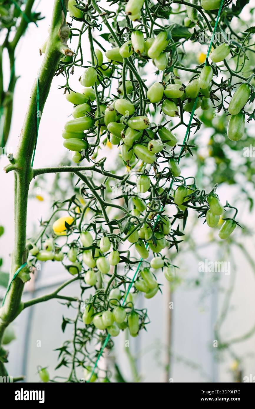 Gros plan de grappe de tomates à raisin vert non mûr accroché sur la vigne en serre. Jardinage biologique et concept d'agriculture durable avec des croissances de produits frais Banque D'Images