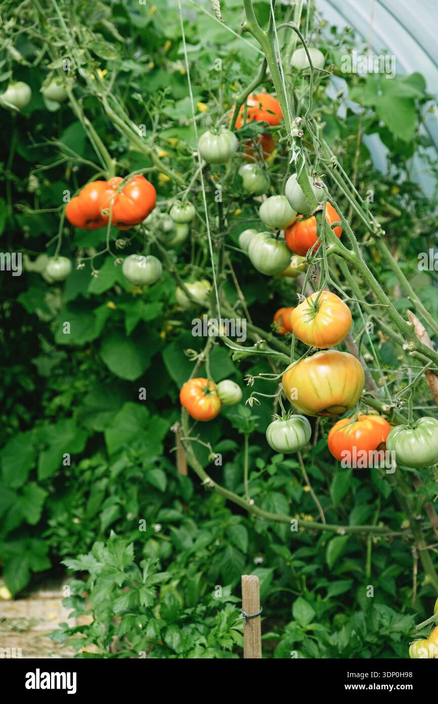 Plant de tomate avec tomate héritée de maturation accrochée sur la vigne en serre. Fruits verts et orange parmi les feuilles luxuriantes, jardinage bio, durable loin Banque D'Images