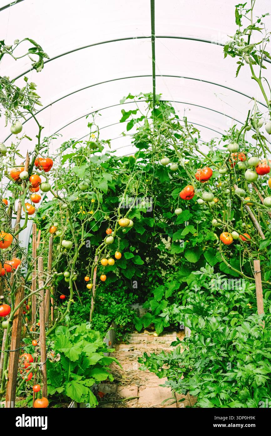 Vue large à l'intérieur d'un tunnel de serre avec la vigne de tomate et les fruits mûrissants. Jardinage biologique, agriculture durable, feuillage vert et récolte estivale Banque D'Images