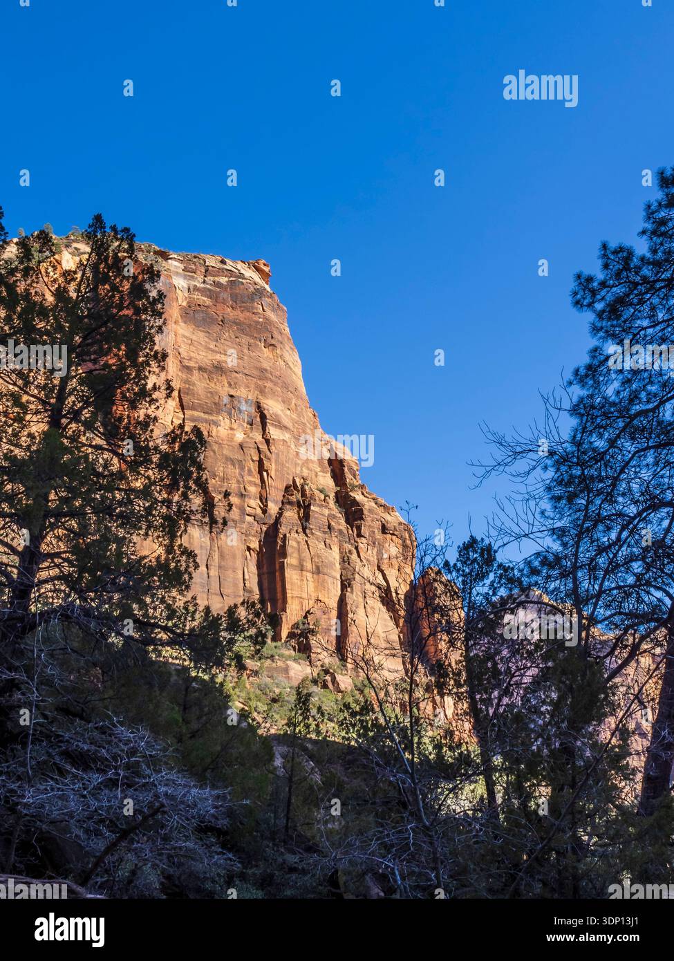 Falaises dans le canyon de Zion, parc national de Zion, Utah. Banque D'Images