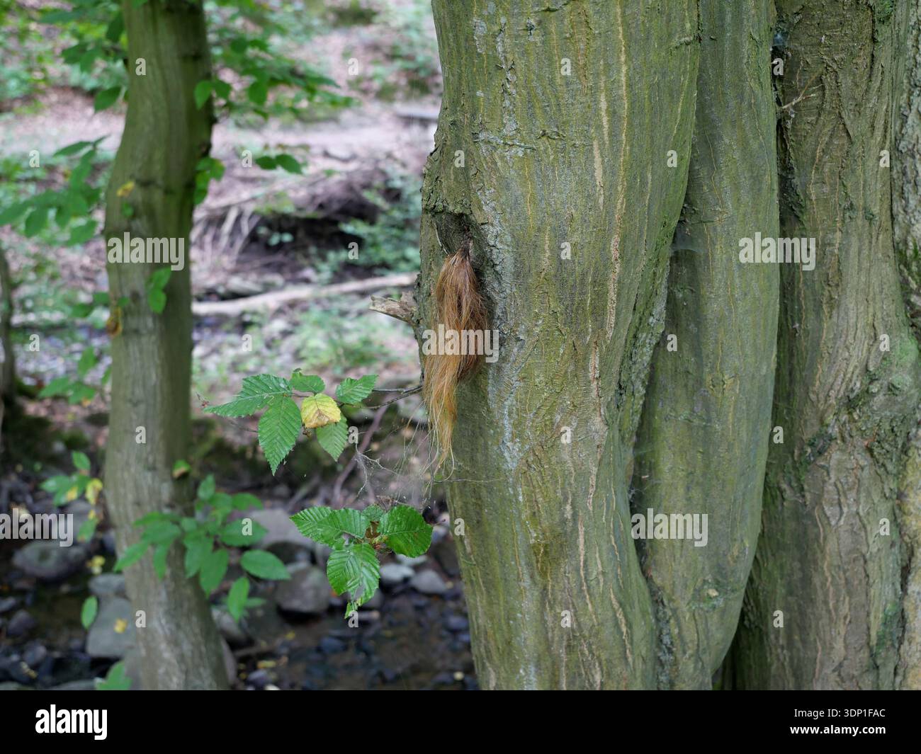 Tronc d'arbre avec une touffe de crin de cheval. Une forêt et un ruisseau sont en arrière-plan. Gros plan. Copyspace. Banque D'Images