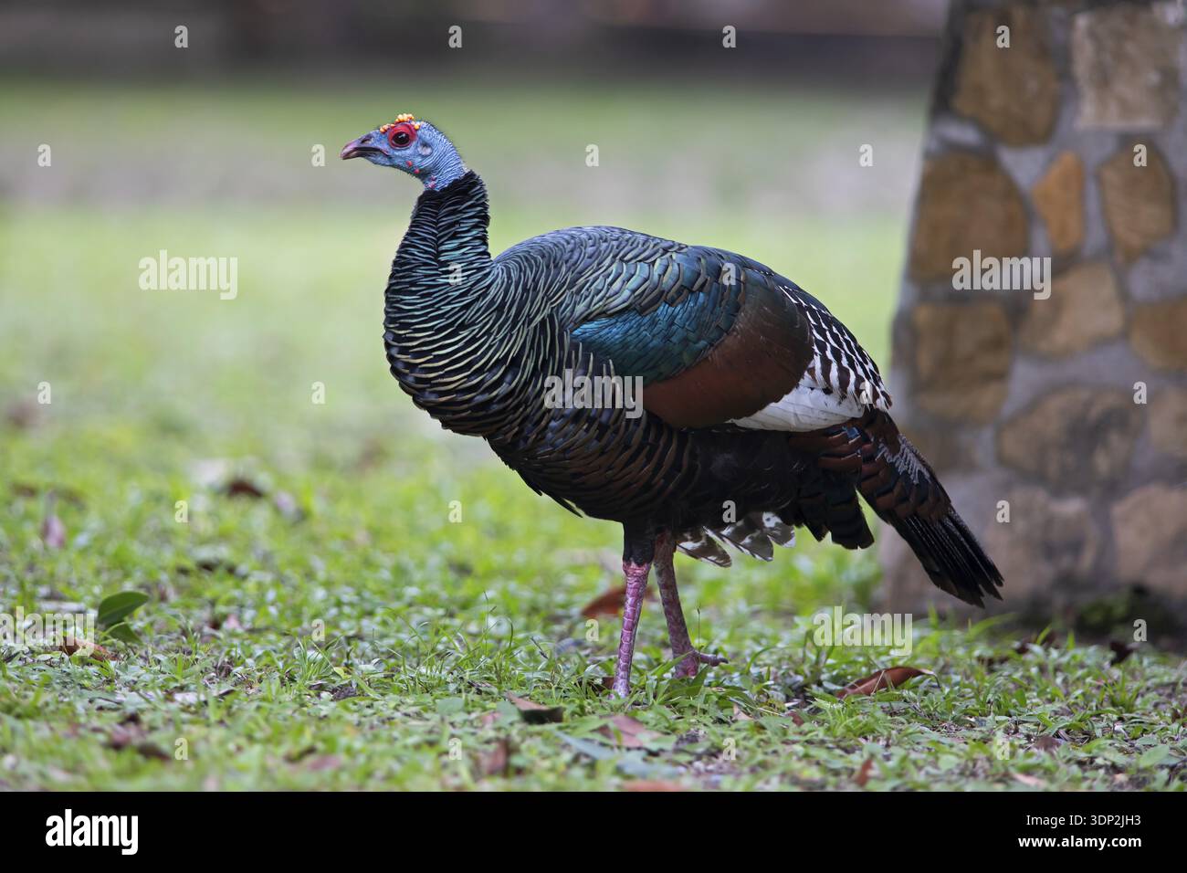 Peacock turkey (Meleagris ocellata) dans le parc national de Tikal, Departamento Peten, Guatemala Banque D'Images