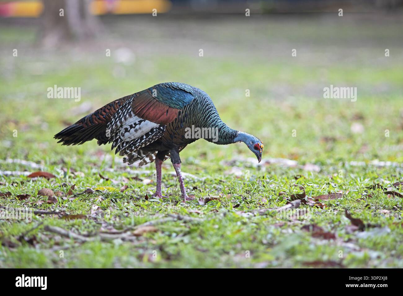 Peacock turkey (Meleagris ocellata) dans le parc national de Tikal, Departamento Peten, Guatemala Banque D'Images