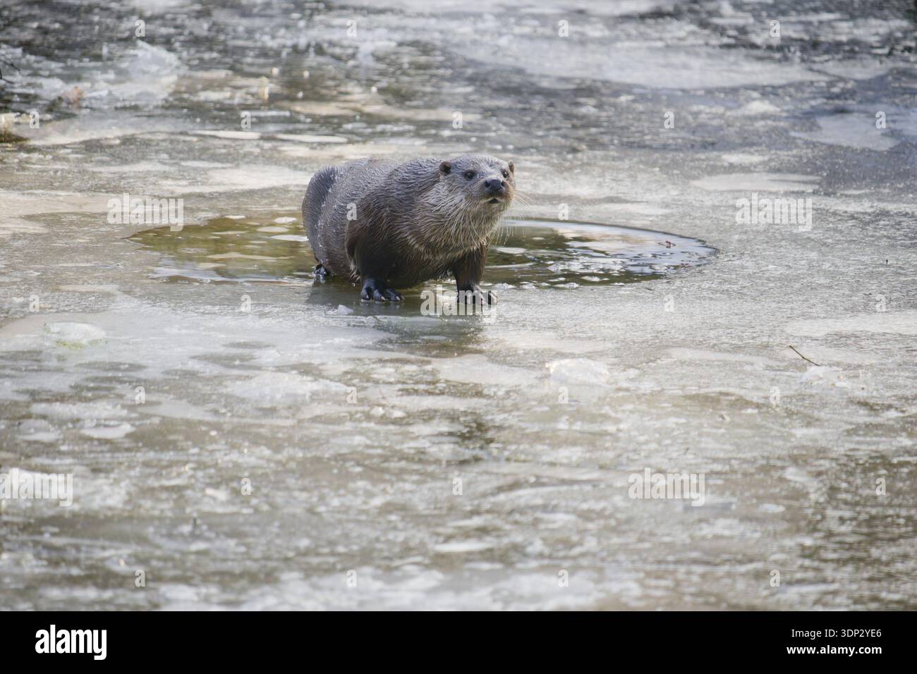Loutre eurasienne (Lutra lutra) debout sur la surface partiellement gelée de la rivière en hiver, Pologne Banque D'Images