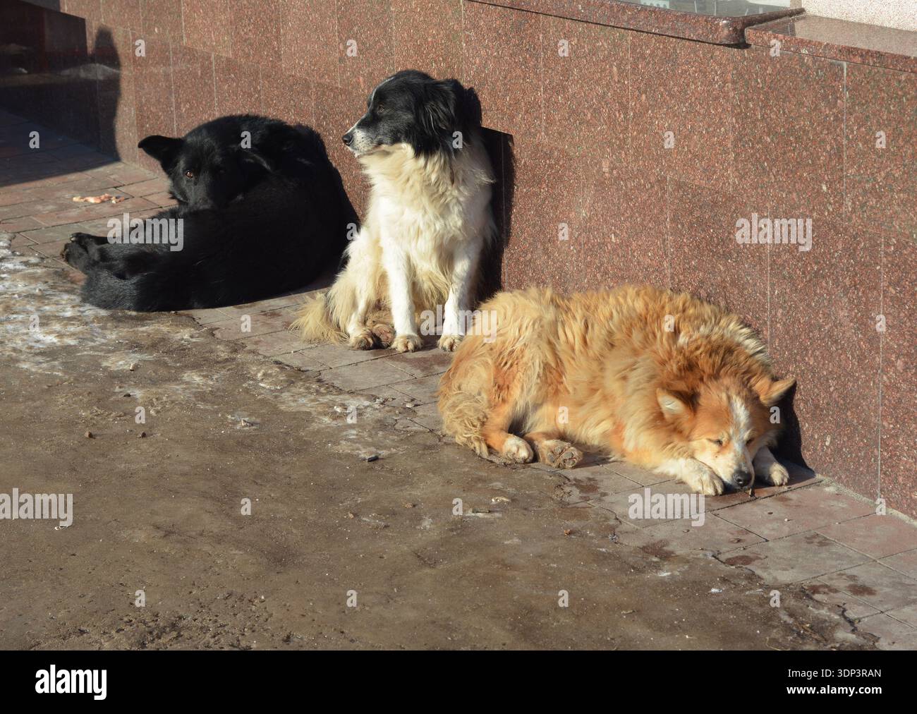 Trois chiens sans-abri à l'extérieur se baignant dans le soleil d'hiver Banque D'Images