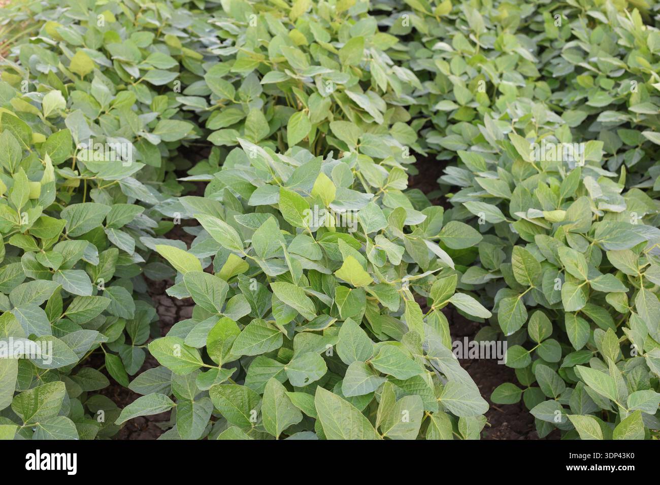 gros plan de plante de soja dans le champ Banque D'Images