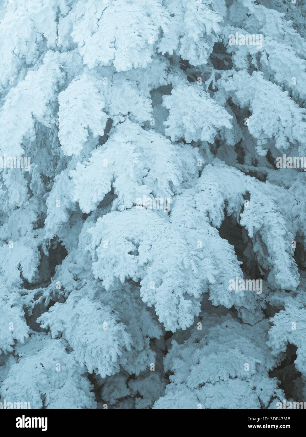 Vue d'un monde immaculé où les feuilles embrassées par le gel créent des motifs délicats, une symphonie de blanc et de bleu, un rêve d'hiver à Stosswihr, Grand est, F. Banque D'Images