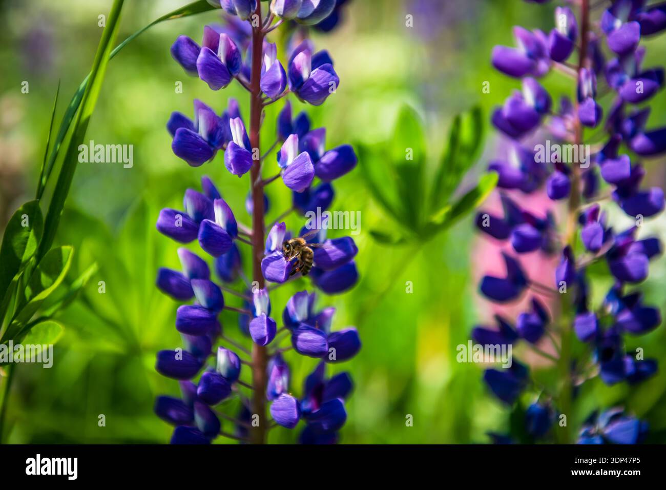 Une macro-photographie détaillée capturant une abeille, Apis mellifera inn action, recueillant le nectar et le pollen d'une fleur de lupin violet brillant. Le ca Banque D'Images