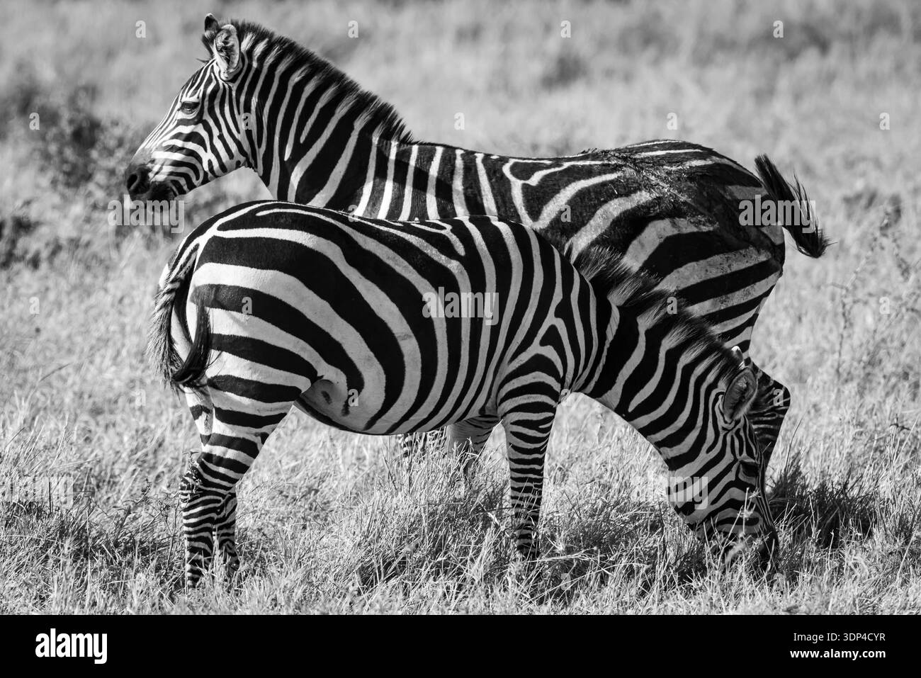 Les zèbres ont une fascination très particulière. Nous aimons les chevaux, donc nous aimons les zèbres sauvages, épéciquement le zèbre rare de Grévy avec ses motifs uniques.stu Banque D'Images