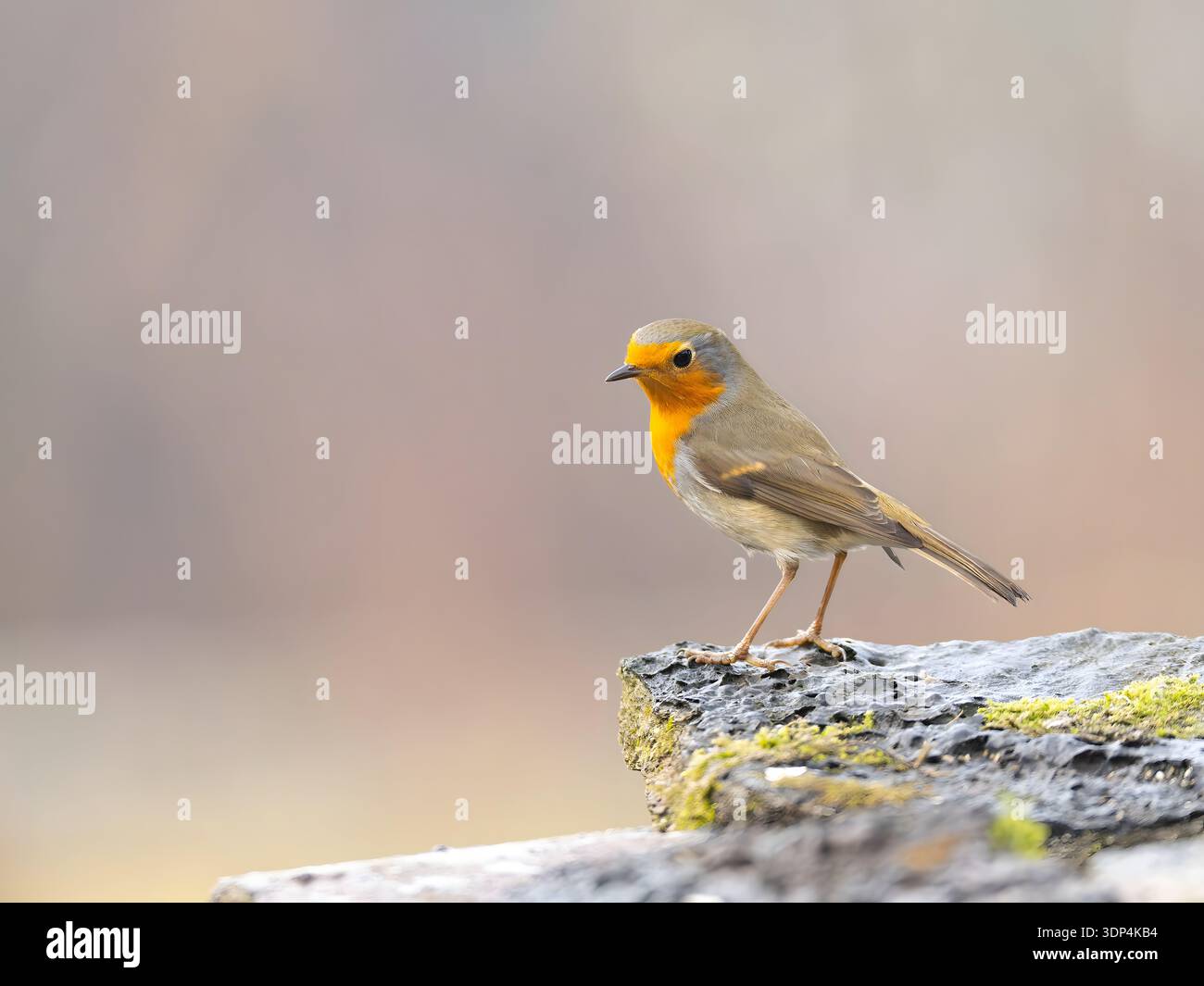robin vibrant perché sur la roche moussue dans un cadre naturel Banque D'Images