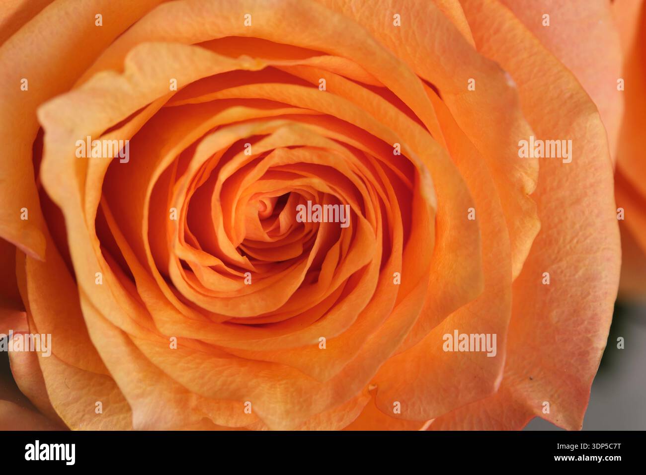 Gros plan d'un centre rose orange. Pétales de texture détaillée avec un dégradé doux allant de la pêche aux teintes orange vif Banque D'Images
