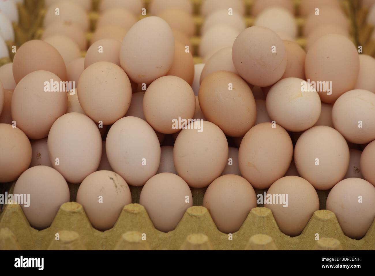 oeufs bruns en carton en solde Banque D'Images