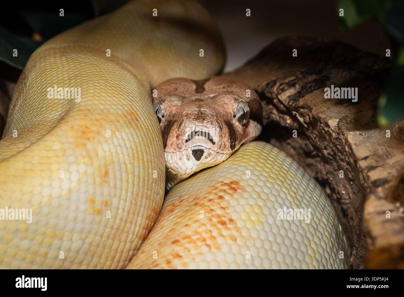 un constricteur de boa à queue rouge glisse sa tête le long de son long corps - peut-être pour protéger sa tête. 09/2018 Banque D'Images