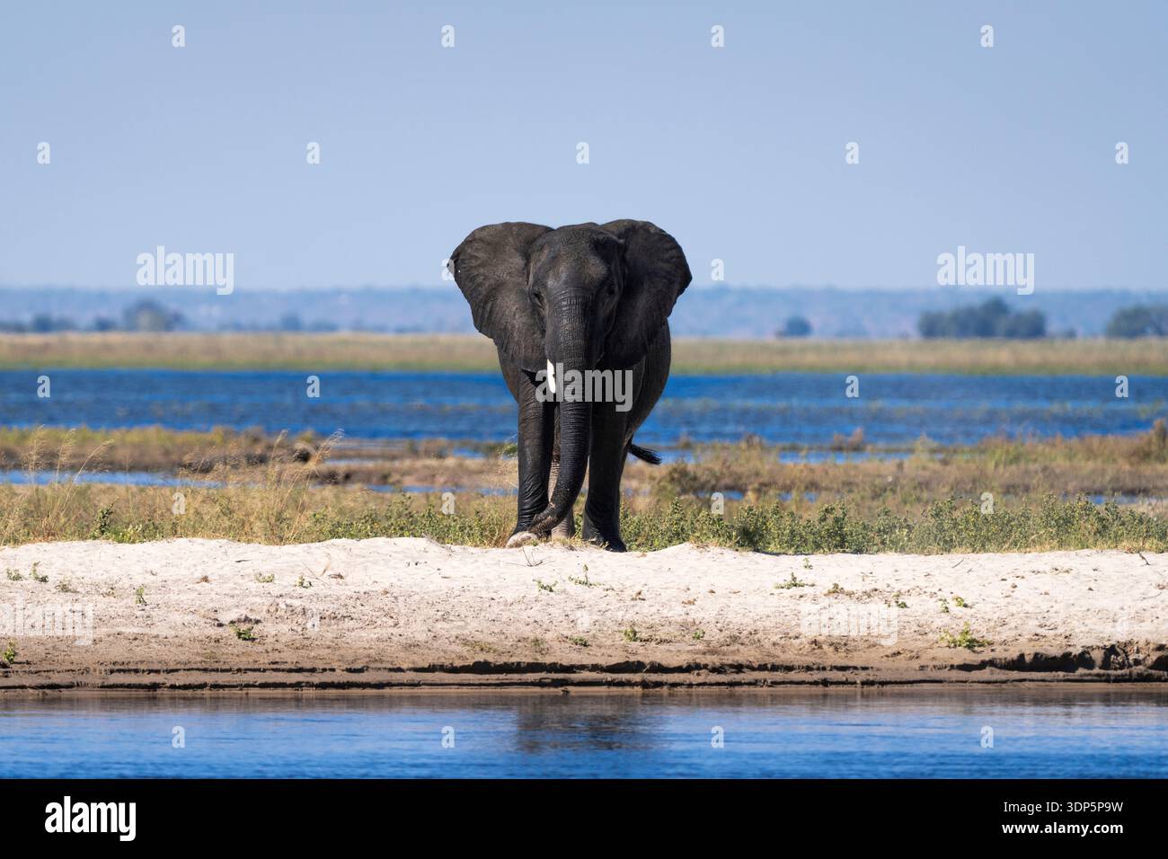 Éléphant d'Afrique (Loxodonta africana) éléphant mâle au corps humide regardant la caméra. Parc national de Chobe, Botswana, Afrique Banque D'Images