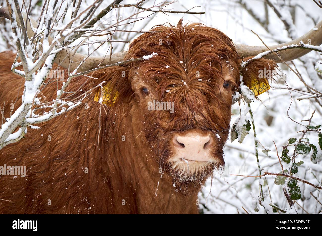 Highlander regardant dans la caméra tout en mangeant des branches dans les dunes pendant une journée d'hiver enneigée. Banque D'Images