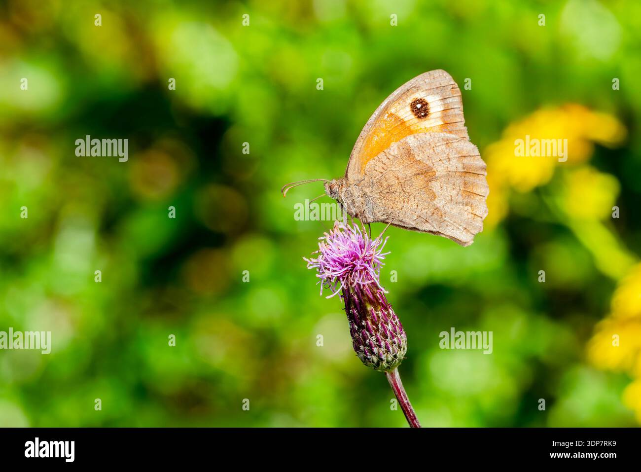Macro gros plan d'un papillon Meadow Brown (Maniola jurtina), présentant ses ailes orangées caractéristiques et ses yeux noirs dans une habitude naturelle Banque D'Images