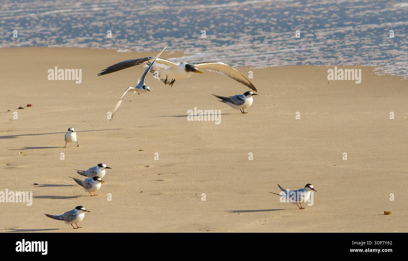 Juvénile grande sterne à crête et petite sterne volant près de la plage avec une petite sterne sur le sable ci-dessous à Lennox Head Australie. Banque D'Images