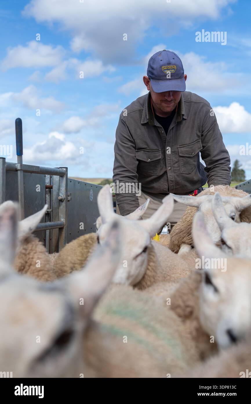 Agriculteur mettant des étiquettes d'identification électroniques dans les oreilles des moutons. Scottish Borders, Royaume-Uni. Banque D'Images