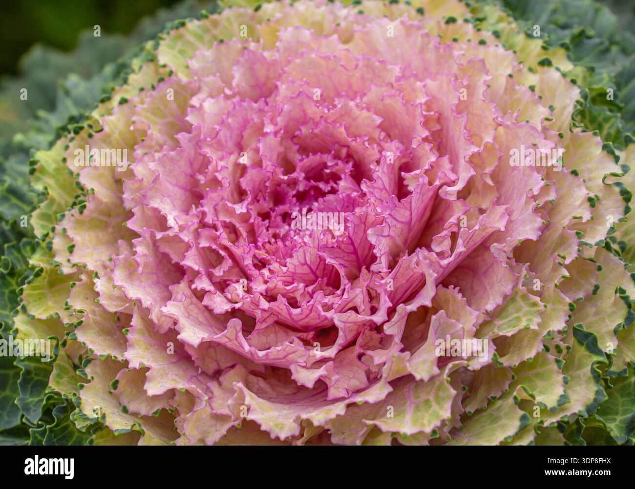 Gros plan du chou décoratif rose ornemental dans le jardin. Brassica chou décoratif comme fond. Chou frisé ornemental. Cabine décorative rose biologique Banque D'Images
