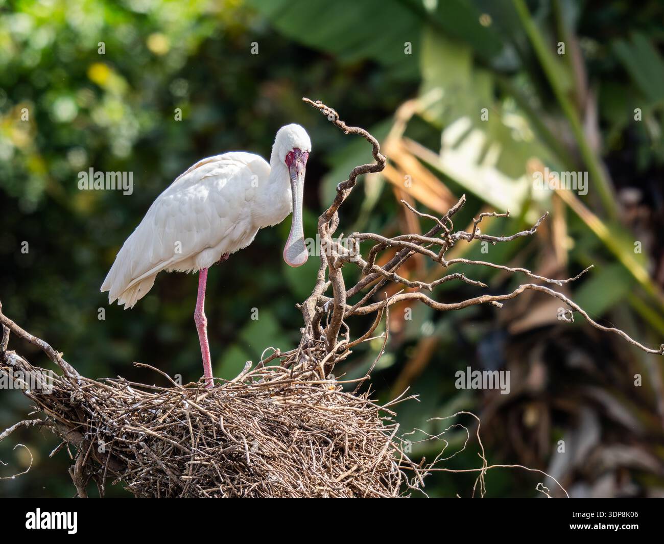 Une cuillère africaine, Platalea alba, au nid. Banque D'Images