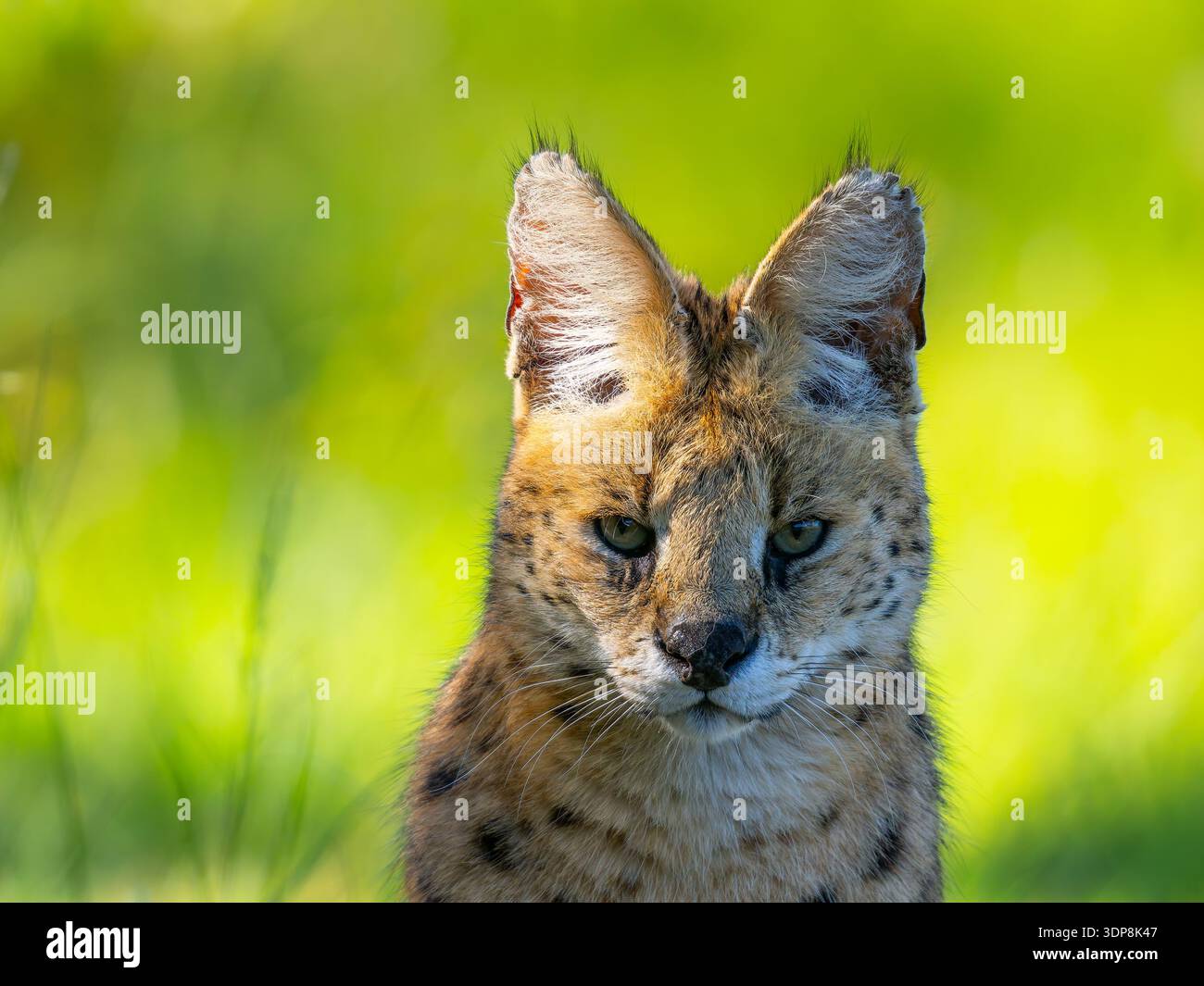 Gros plan de la tête d'un serval, Leptailurus serval. Banque D'Images