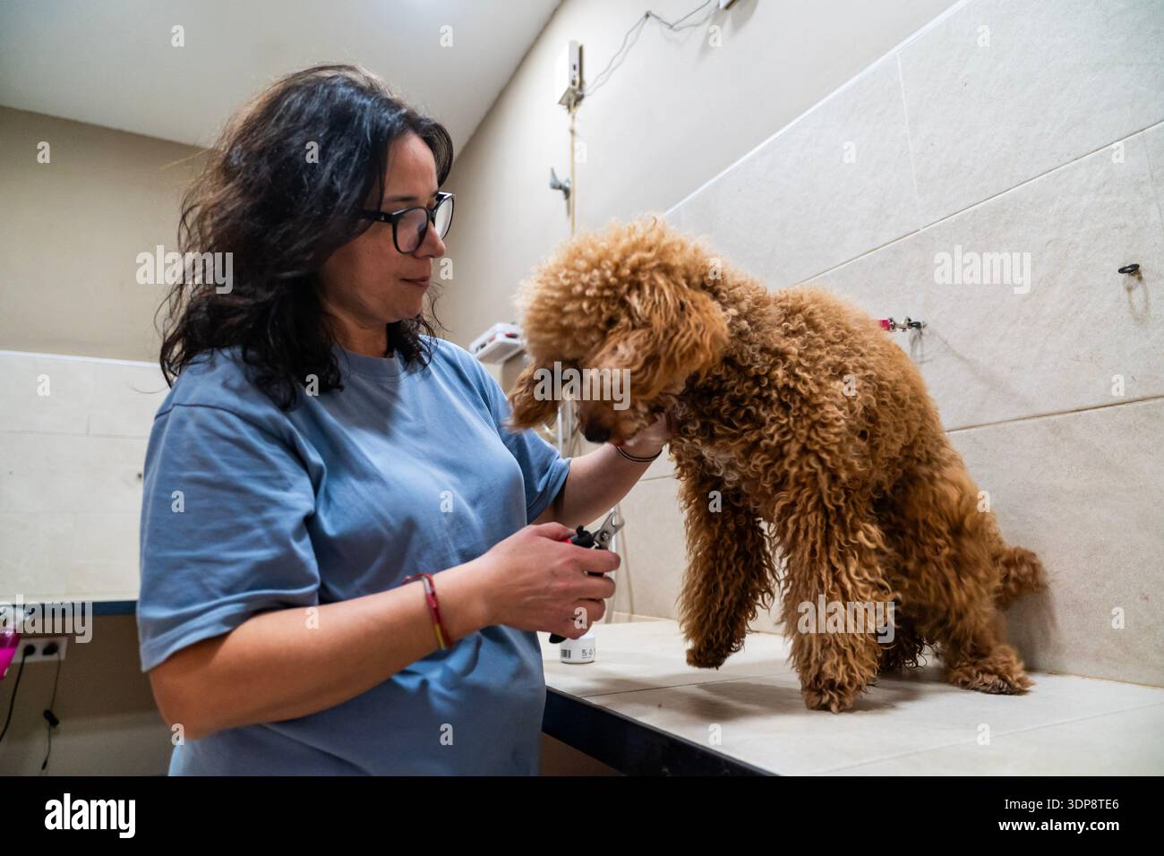 Toiletteur professionnel offrant un service de soin des animaux de compagnie maintenant l'hygiène du chien Banque D'Images