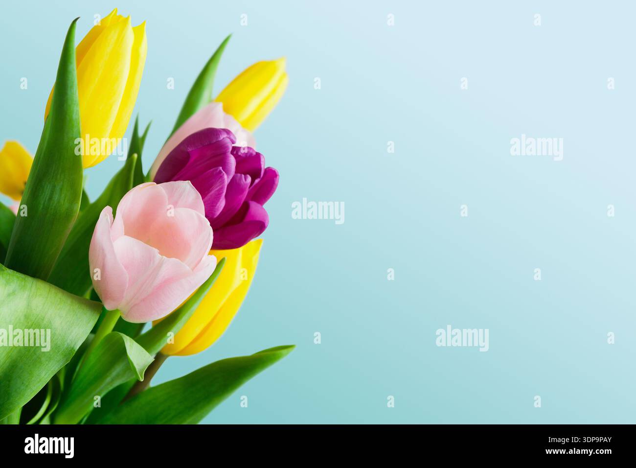 Tulipes colorées disposées dans un bouquet avec un fond clair au printemps Banque D'Images