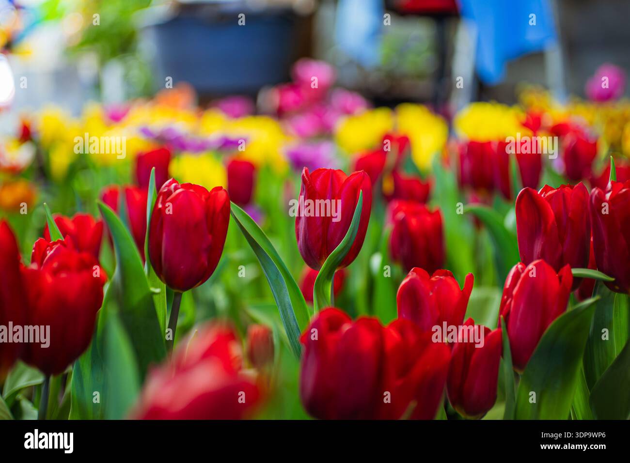 Détail de tulipes rouge vif avec des feuilles vertes, montrant la fraîcheur et la couleur naturelle dans un marché aux fleurs. Banque D'Images