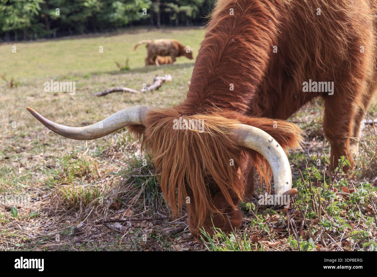 Gros plan sur des bovins écossais des Highlands dans un pré ensoleillé Banque D'Images