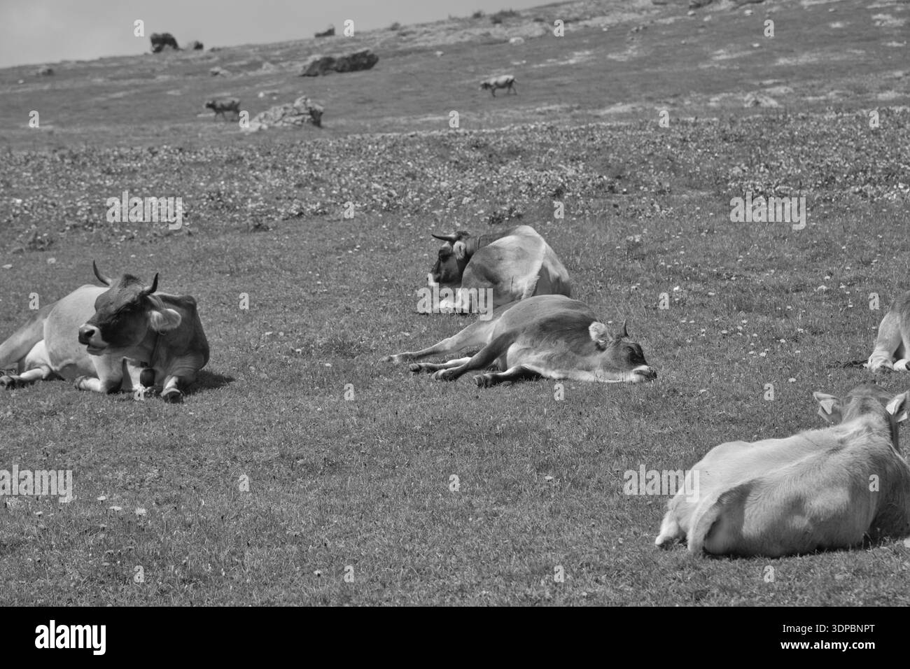 Vaches reposant sur les prairies verdoyantes de Derborence, Suisse. Banque D'Images