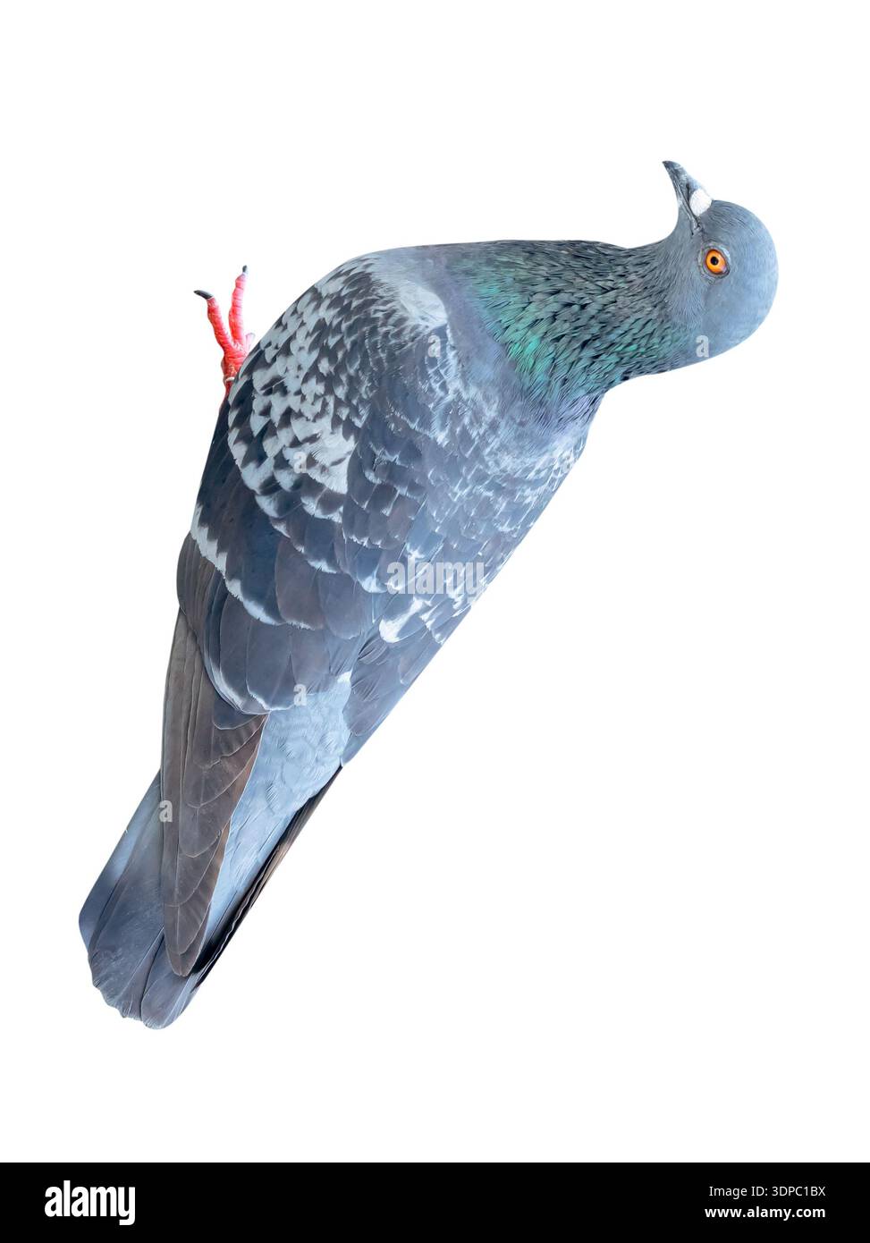 Un pigeon sauvage debout et regardant autour est isolé sur fond blanc avec chemin de détourage. Banque D'Images