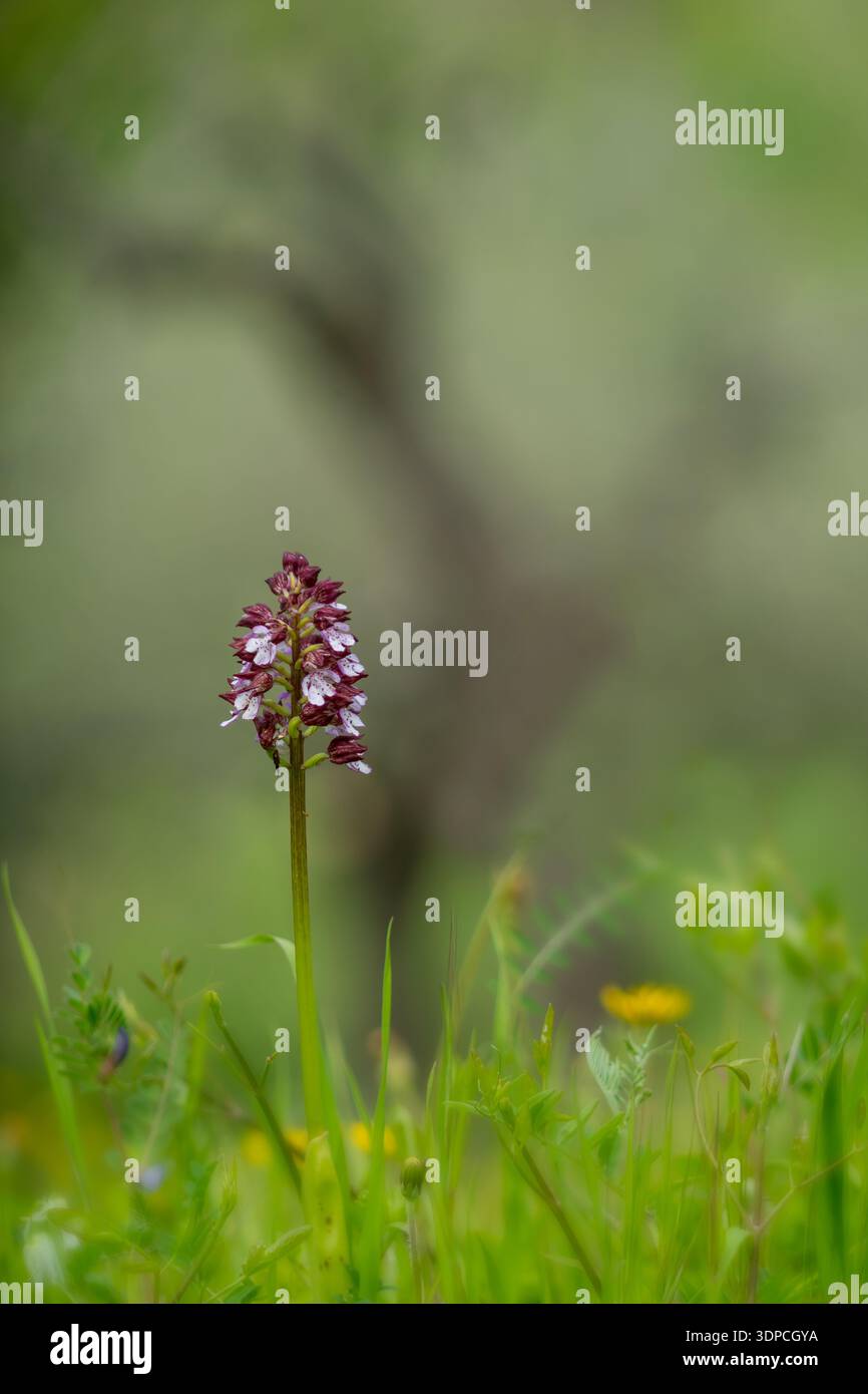 Portrait de Lady Orchid (Orchis purpurea) poussant dans la prairie Muros, SS, Sardegna. italie Banque D'Images
