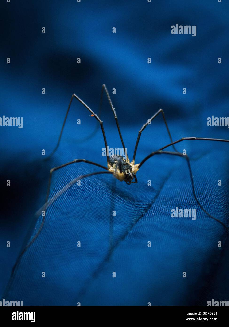 Le fenonnier d'araignée (Phalangium opilio) attend la proie sur les feuilles de Gortensia Banque D'Images