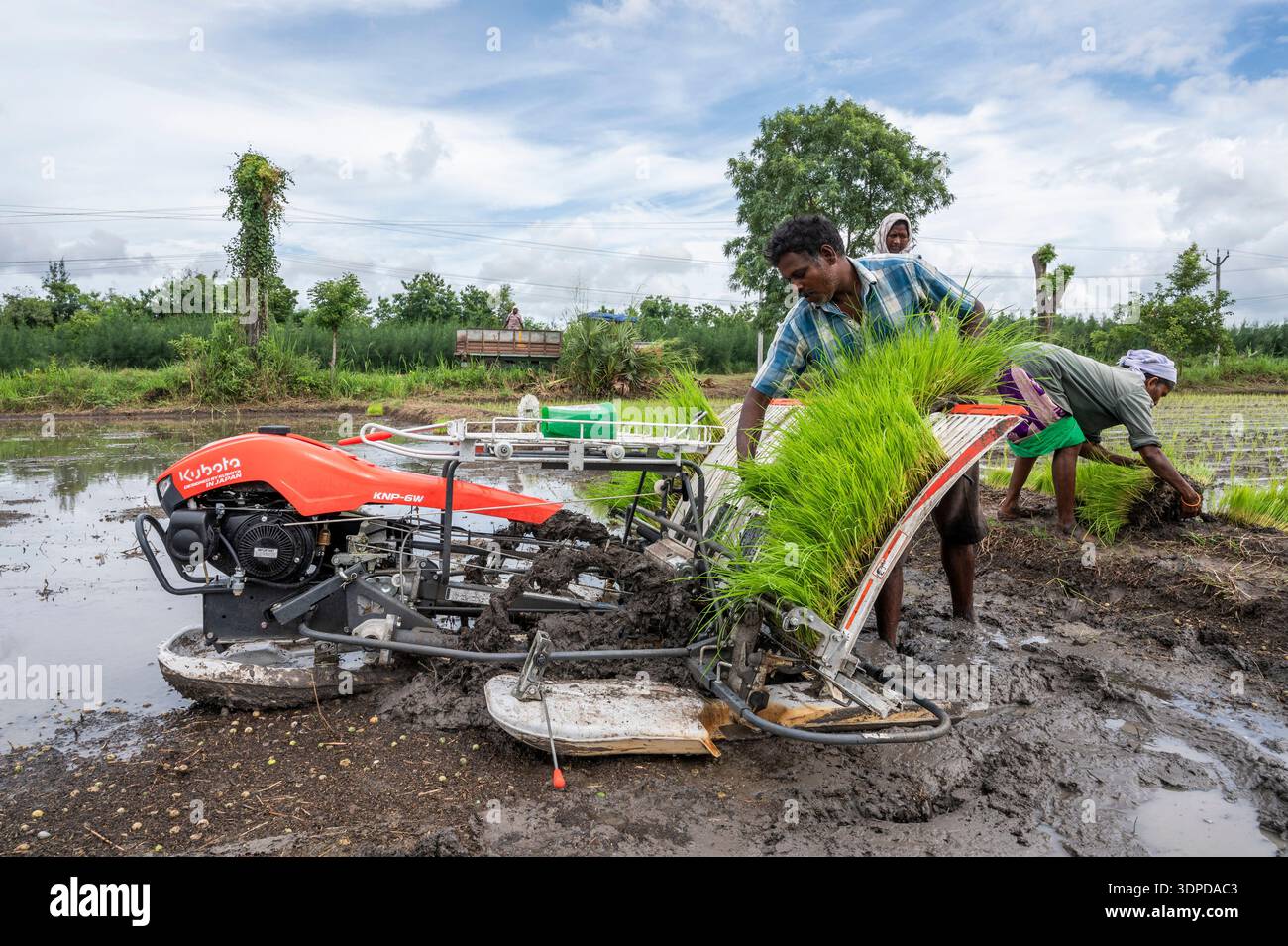 TAMIL NADU, INDE - octobre 2025 - repiquage de plants de riz dans la ferme Annapurna, Auroville. Banque D'Images