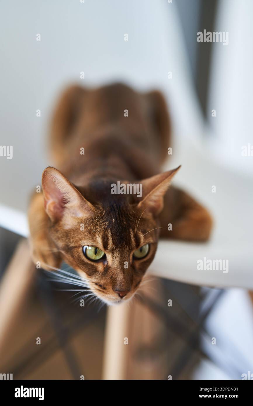 Magnifique chat Bengale assis sur une chaise Banque D'Images
