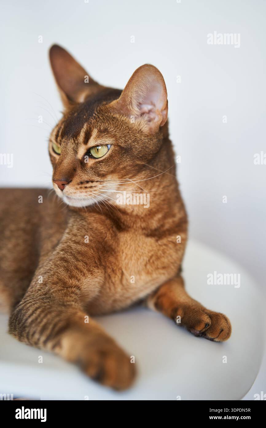 Magnifique chat Bengale assis sur une chaise Banque D'Images
