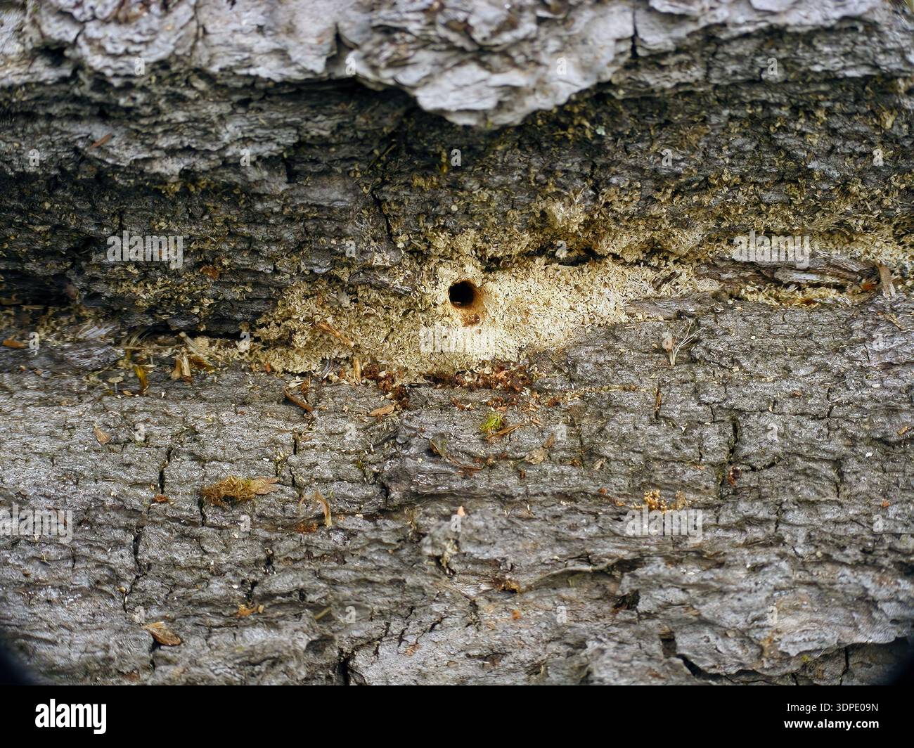 Sciure de bois débordant des tunnels forés par la foreuse du chêne sténopé (Platypus cylindrus) et la foreuse du chêne méditerranéen (Xyleborus monographus) dans le bois Banque D'Images