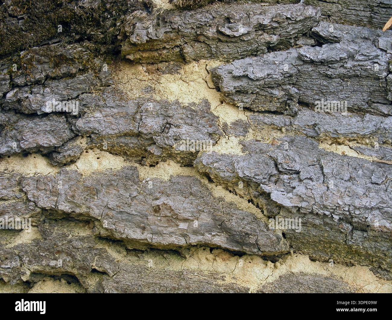 Sciure de bois débordant des tunnels forés par la foreuse du chêne sténopé (Platypus cylindrus) et la foreuse du chêne méditerranéen (Xyleborus monographus) dans le bois Banque D'Images