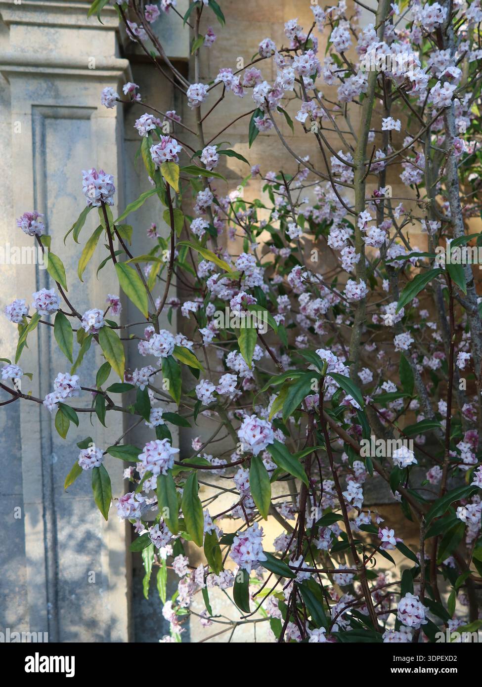 Arbustes aux fleurs et au parfum au printemps : une Daphné mature est une masse de fleurs rose pâle avec un fort parfum dans le parc de Lamport Hall. Banque D'Images
