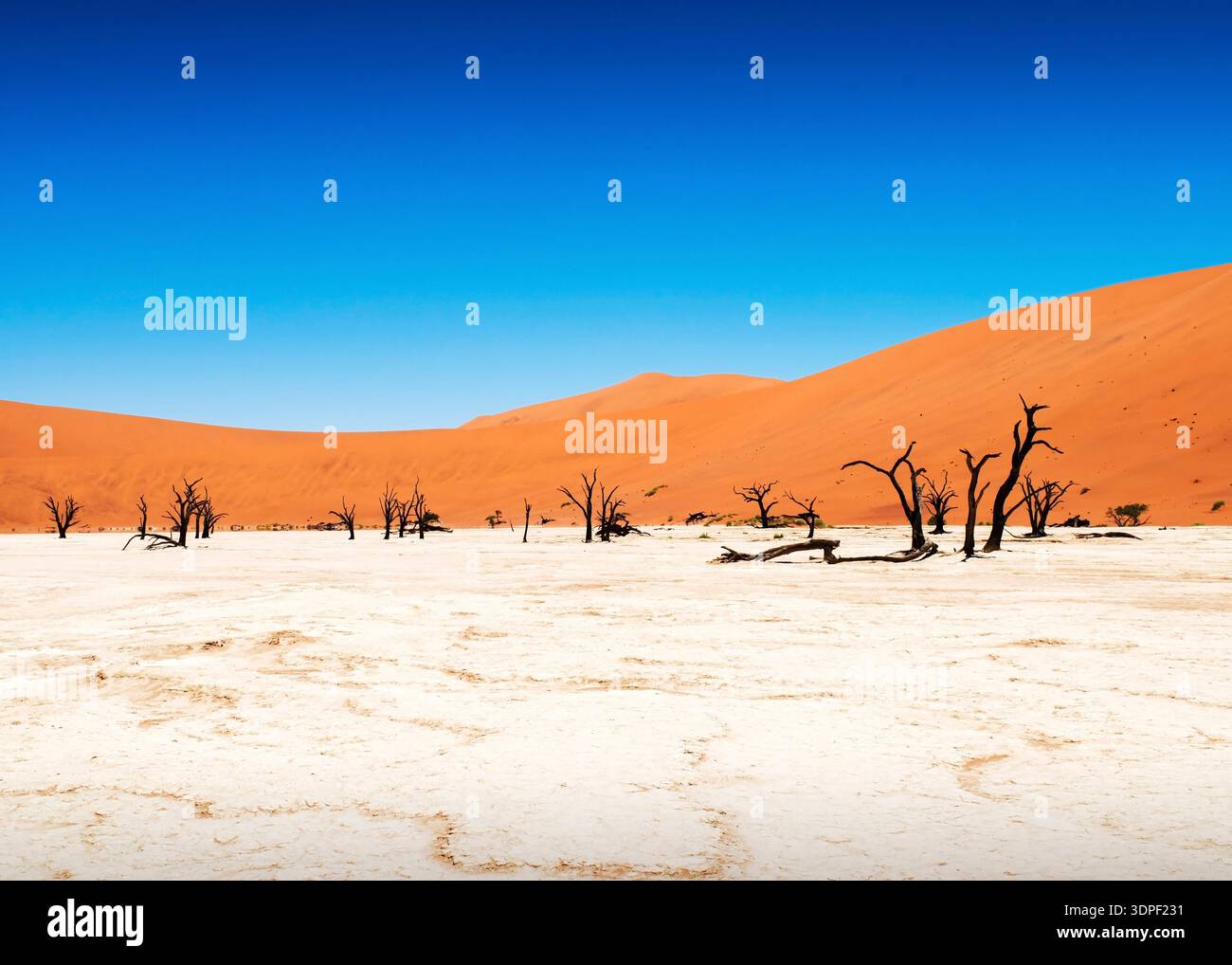 Sossusvlei Dead vlei Namibie marais salants emblématiques entourés de dunes de sable rouge massives marais salants emblématiques camelépines fossiles vieux de 900 ans Banque D'Images