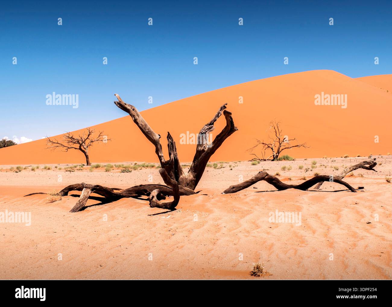 Sossusvlei Dead vlei Namibie marais salants emblématiques entourés de dunes de sable rouge massives marais salants emblématiques camelépines fossiles vieux de 900 ans Banque D'Images