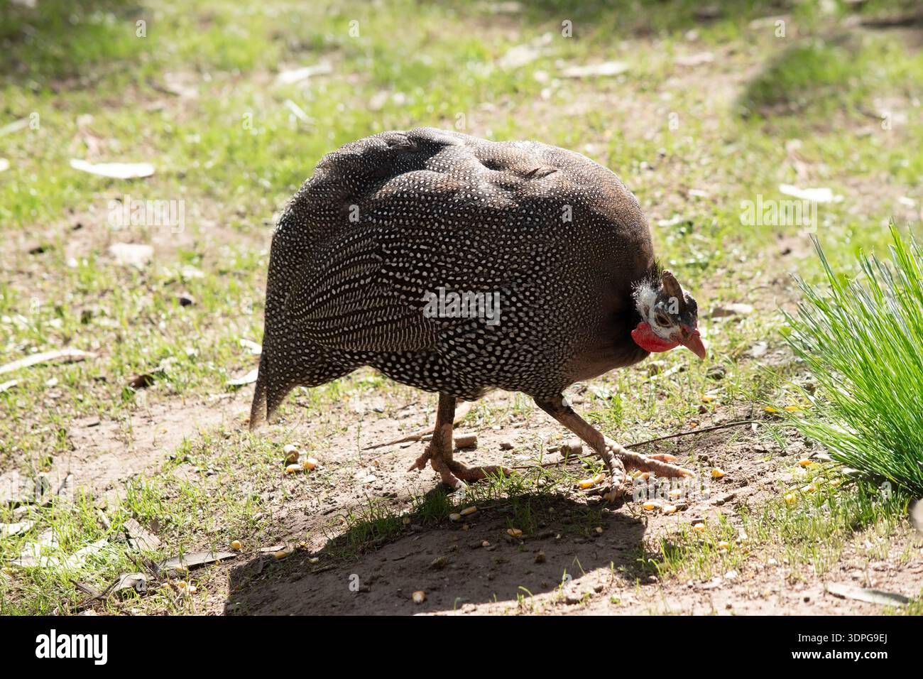 La pintade casquée est gris-noir tachetée de blanc. Comme les autres guineafowl, cette espèce a une tête sans plumes, Banque D'Images