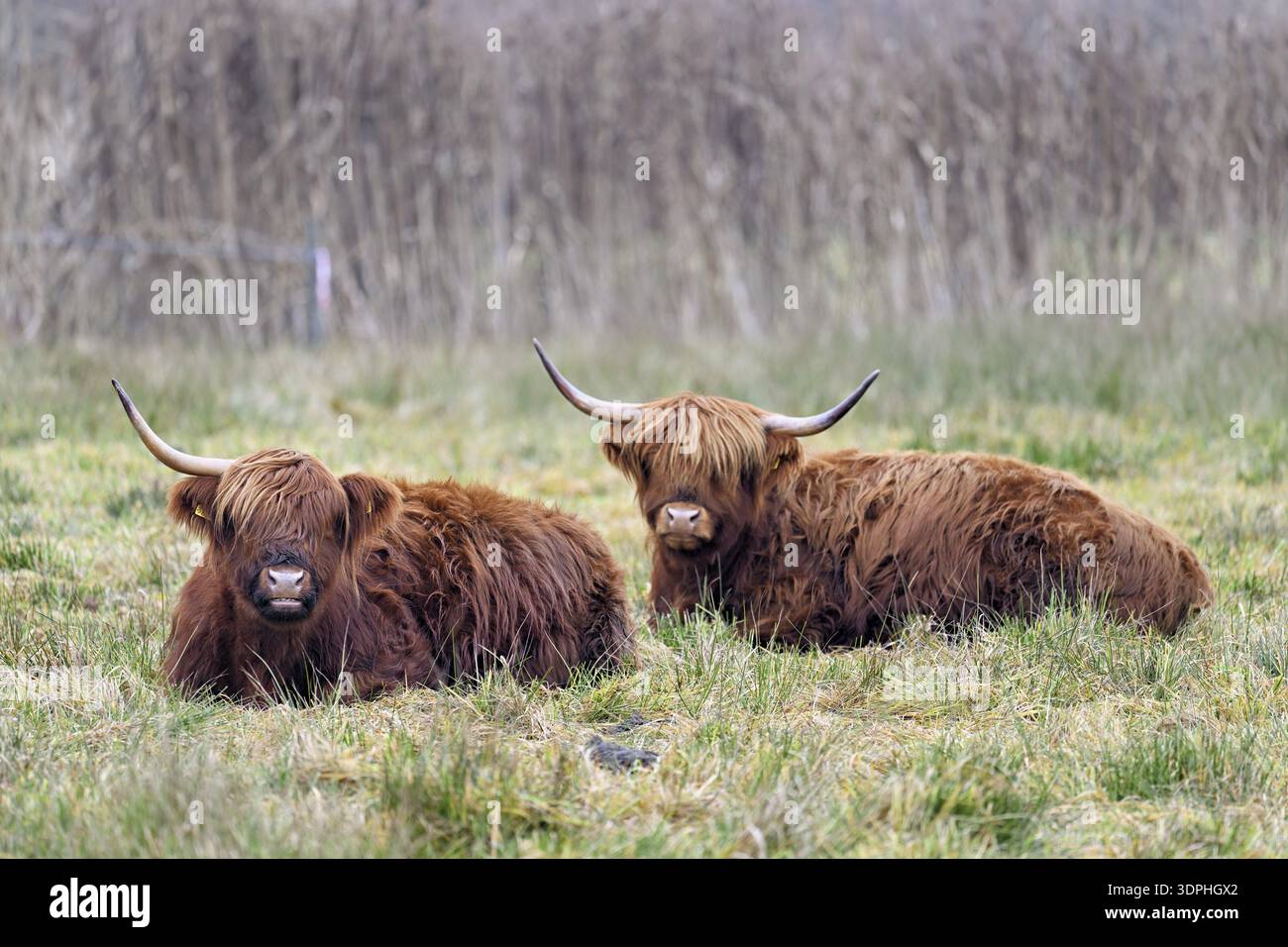 Deux bovins des Highlands (Bos taurus), adultes assis dans un pré, réserve naturelle de Reussspitz, Maschwanden, Canton Zurich, Suisse Banque D'Images