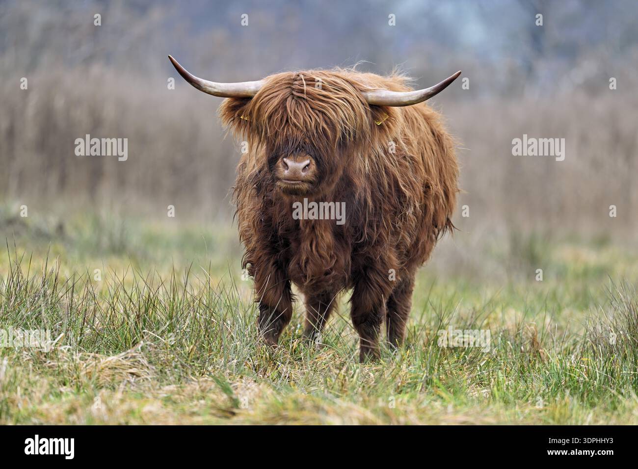 Bovins des hautes terres (Bos taurus), animal adulte debout dans un pré, réserve naturelle de Reussspitz, Maschwanden, Canton de Zurich, Suisse Banque D'Images