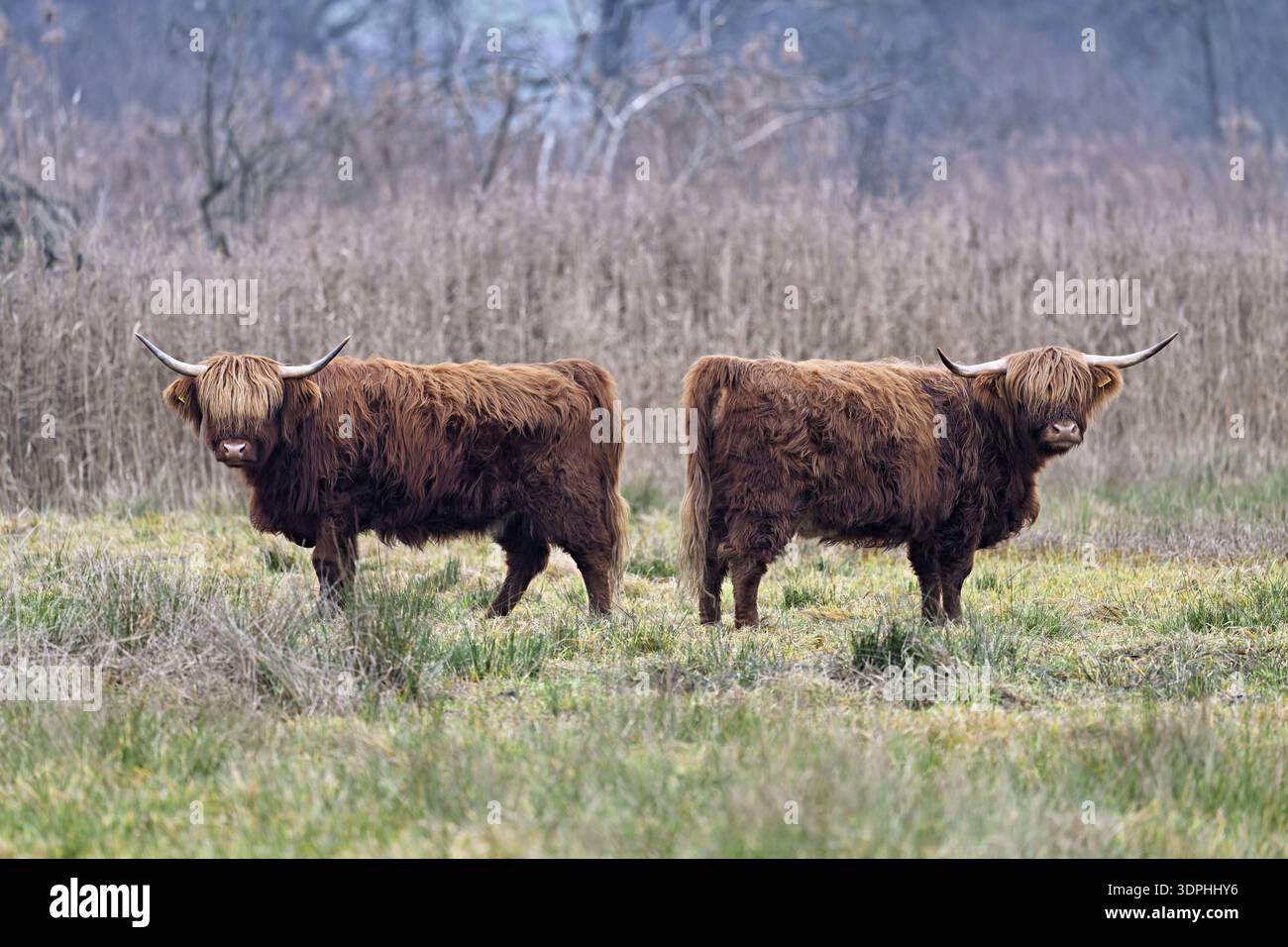 Deux bovins des Highlands (Bos taurus), adultes debout dans un pré, réserve naturelle de Reussspitz, Maschwanden, canton de Zurich, Suisse Banque D'Images