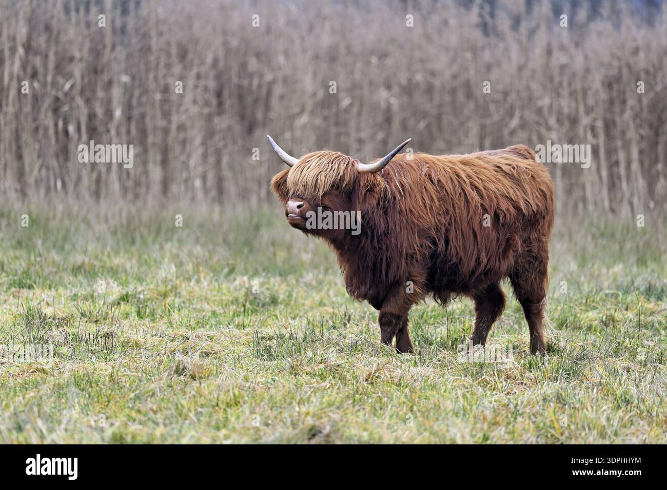 Bovins des hautes terres (Bos taurus), animal adulte debout dans un pré, réserve naturelle de Reussspitz, Maschwanden, Canton de Zurich, Suisse Banque D'Images