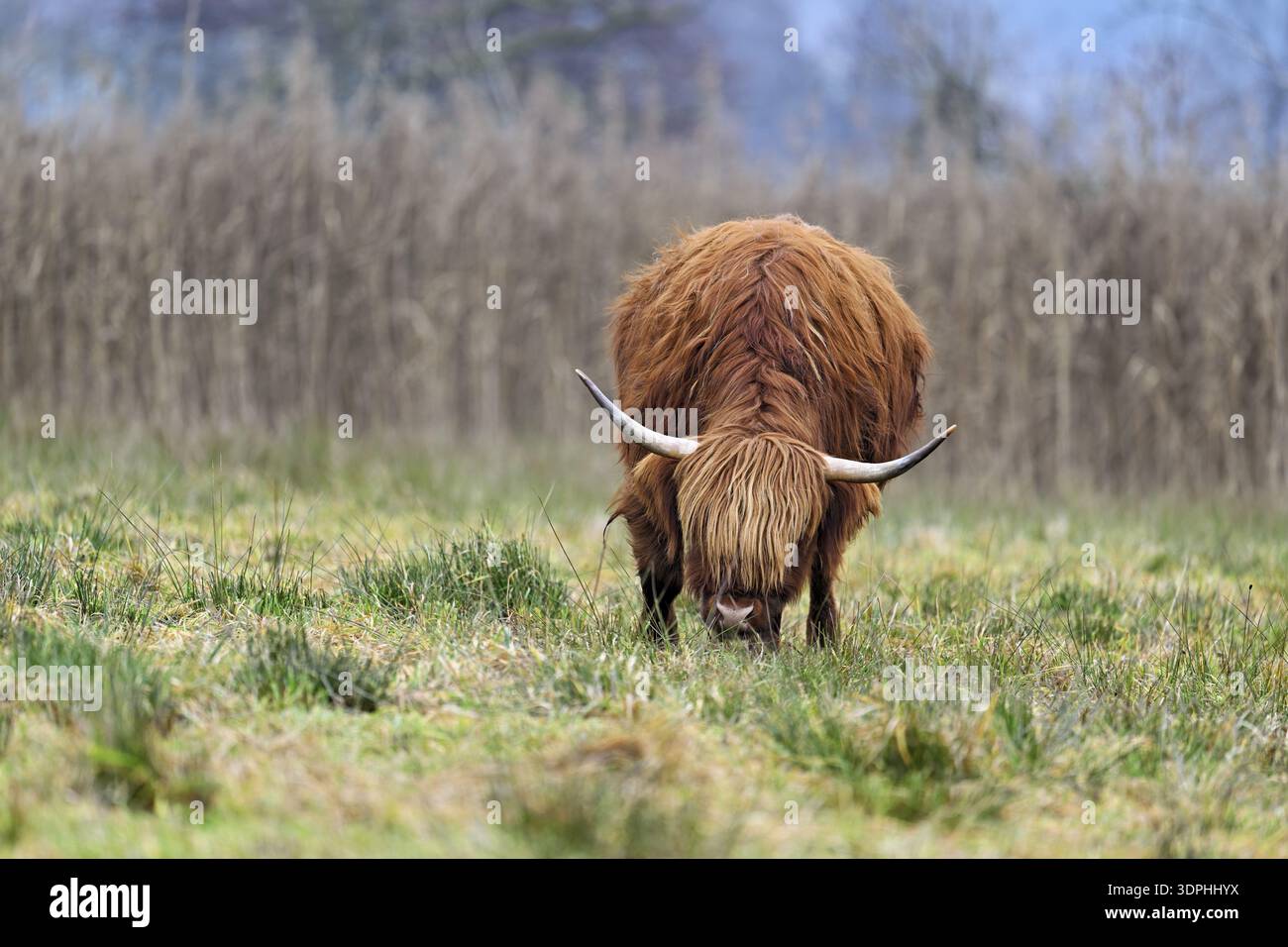 Bovins des hautes terres (Bos taurus), animal adulte debout dans un pré, réserve naturelle de Reussspitz, Maschwanden, Canton de Zurich, Suisse Banque D'Images